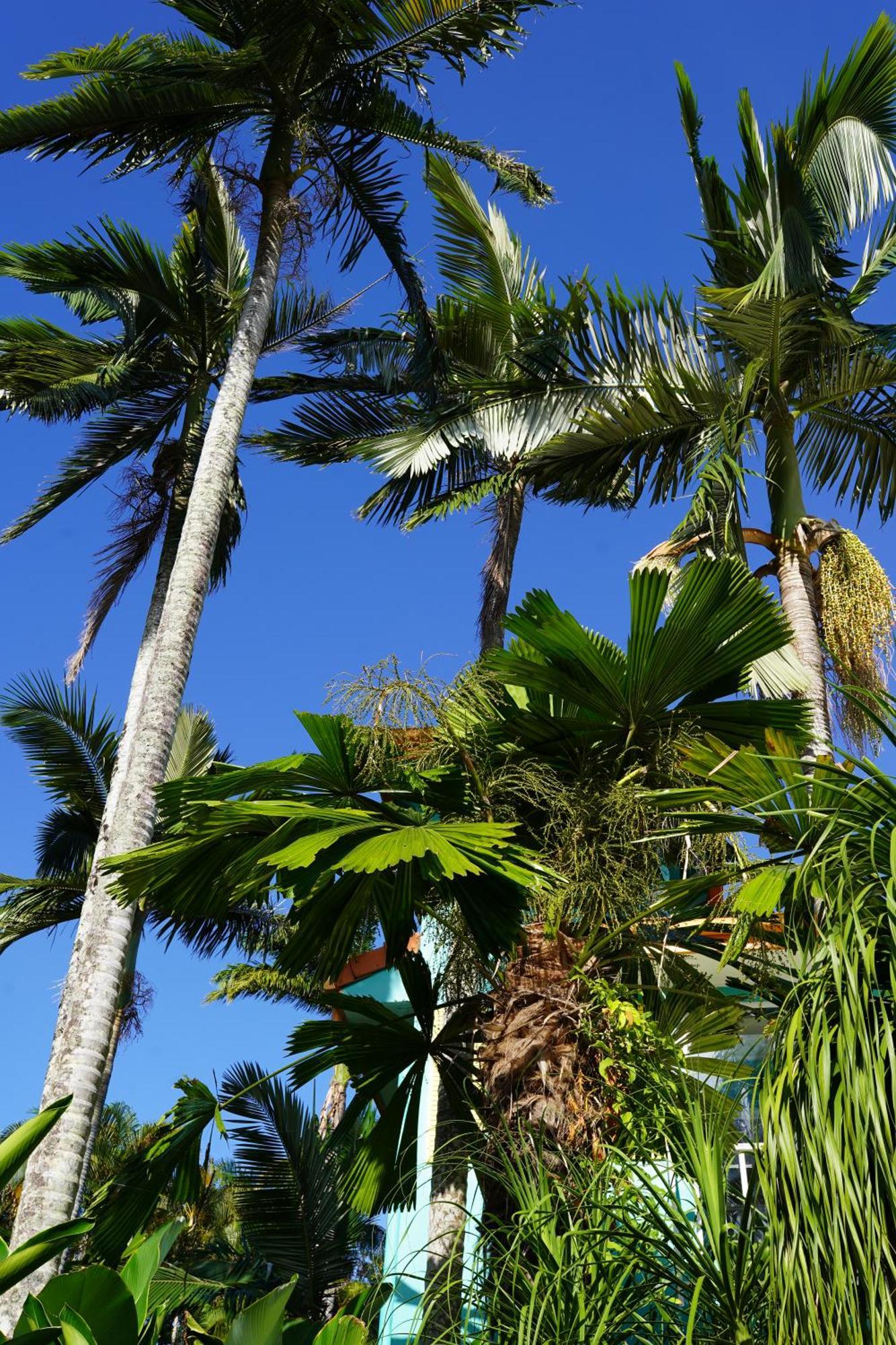 Casa Papaya Adults Only Apartment Port Douglas Exteriör bild